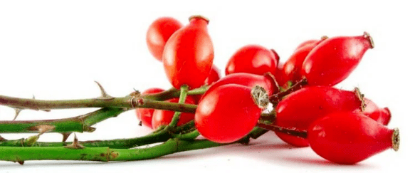 Rosehips with cystitis berries
