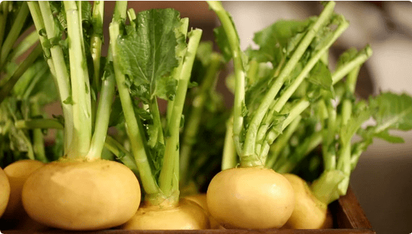 White beet for cystitis